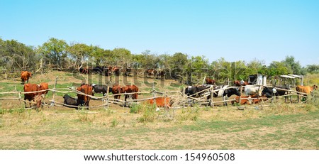 Cows in the pasture corral. Fencing, trees, a herd of cattle. Summer, blue sky, rural landscape.