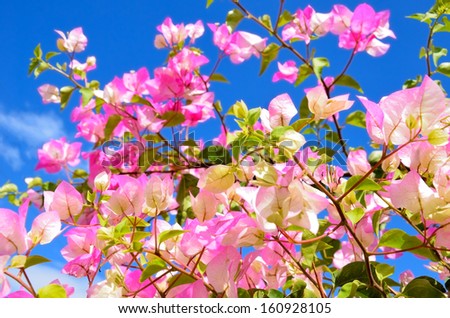 pink flowers and blue sky. bright image tender flowers on sky background