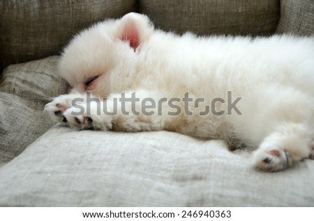 Pomeranian puppy sleeping in the dog-bed. horizontal