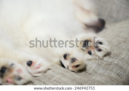 closeup paws sleeping Pomeranian puppy. focus on the paw. horizontal