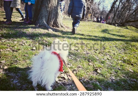 dog on a leash looks sadly after the departing boy from it. back view. horizontal. tinted image