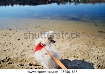 white pomeranian dog in red sweater on a leash looking away on the beach river. horizontal