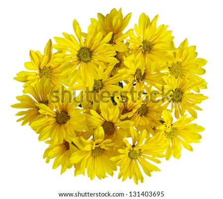 Fresh yellow chrysanthemum flowers isolated on white background