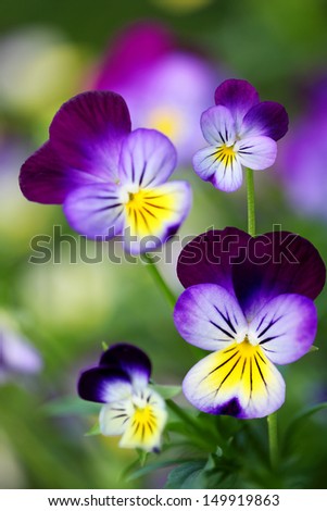 Beautiful yellow purple blue violet pansies flower plant