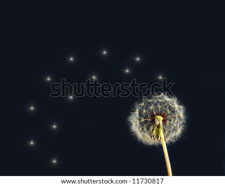 Dandelion head , making a wish come true
