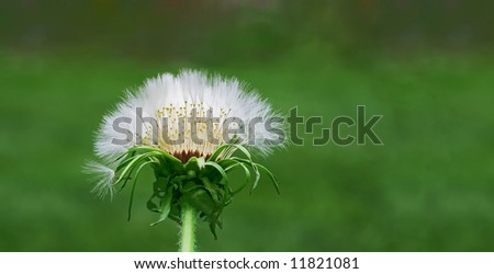 Dandelion transforming to another stage of life