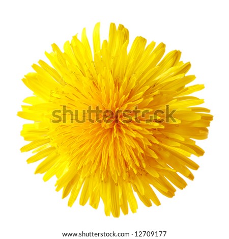 Dandelion Icon