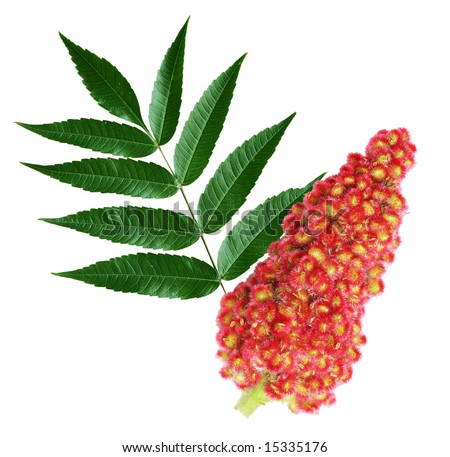 poison sumac tree. poison poison sumac tree. poison sumac tree. poison