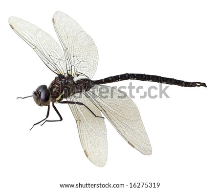 dragonfly clipart black and white. stock photo : Black and green