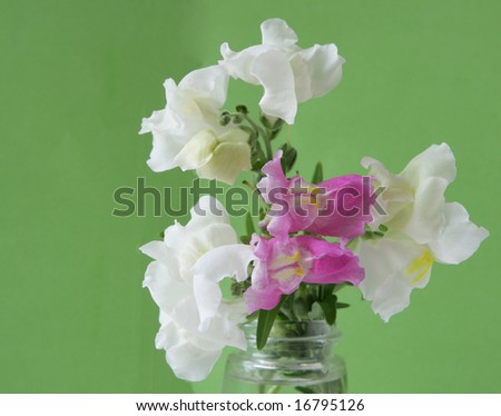 Snapdragon flowers in a bottle on green background