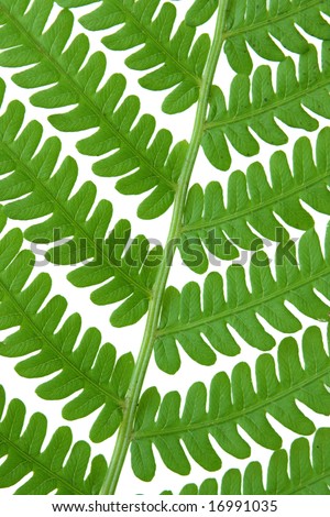 Fresh fern closeup isolated on white background