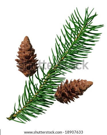 Pine Fir