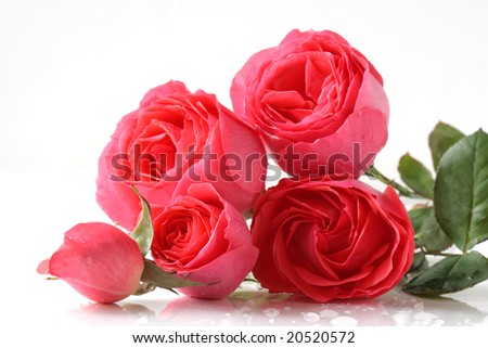 bunch of pink roses isolated on white