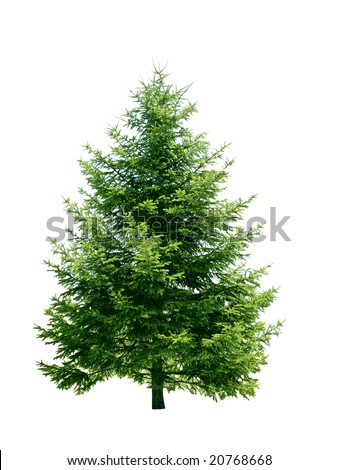 Fresh pine tree isolated on white background