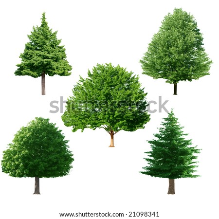 set of green tree isolated on white background set of green tree isolated on white background