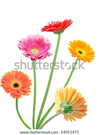 Gerbera+daisies+flowers
