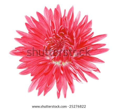 chrysanthemum flower tattoo. 2010 and chrysanthemum flowers