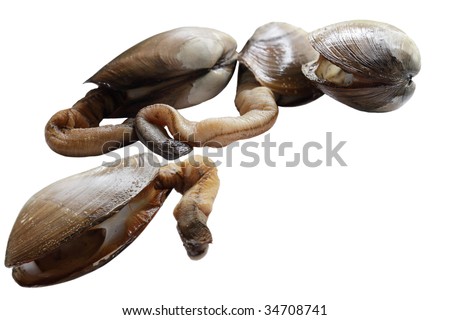 Group of elephant trunk geoduck clams pacific gooey isolated on white