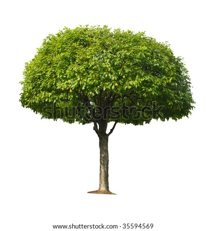 cherry tree single men Information about cherry tree in the audioenglishorg 1 any of numerous trees and shrubs producing a small fleshy round fruit with a single hard stone. cherry tree single men Information about cherry tree in the audioenglishorg 1 any of numerous trees and shrubs producing a small fleshy round fruit with a single hard stone.