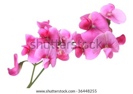 Sweet Pea dark pink flowers isolated on white background