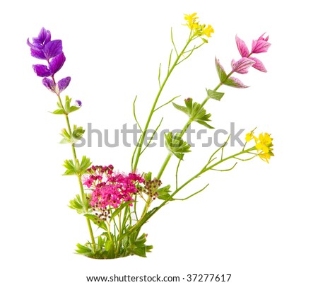 Bundle of small flowers isolated on white background