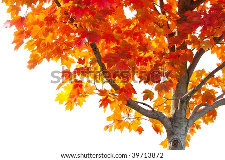 partial red maple tree isolated on white