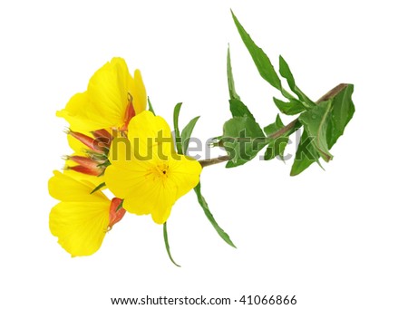 yellow evening primrose Sundrop oenothera fruticose flower isolated on white