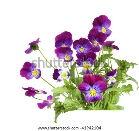 stock photo : Bundle of purple pansy flowers isolated on white