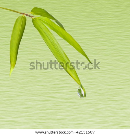 Water drop on  bamboo leaves isolated green wavy background