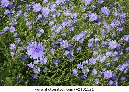 Blue cichorium chicory wild flowers on the field
