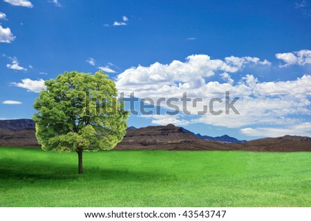 Country scene in summer time with alone tree