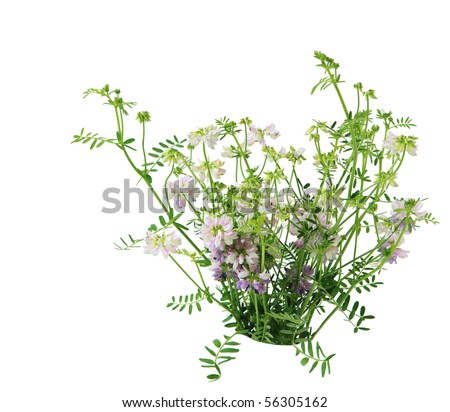 Bundle of pink roadside wild flower isolated on white