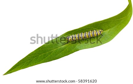 green caterpillar clipart. Caterpillar on green swamp