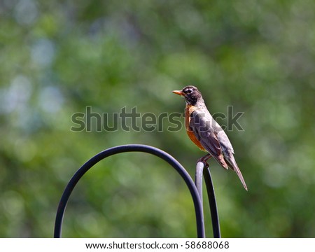 Male American Robins resting on the plant hanger post