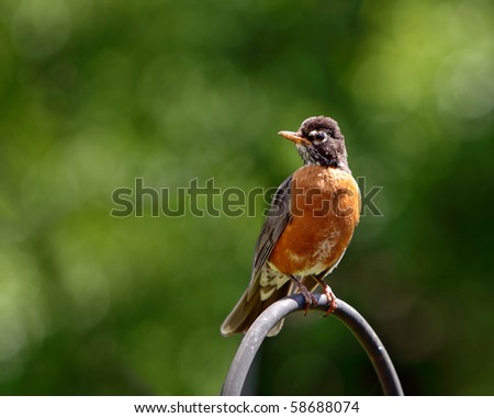 Single male American robin standing on the plant hanger post