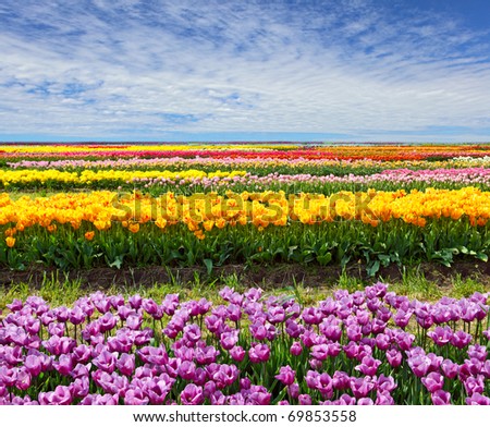 Horizontal row of tulips on the field in the spring time
