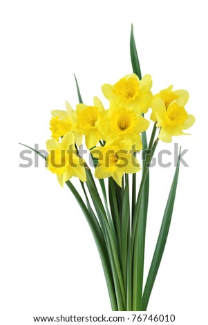 Cut Out Daffodil