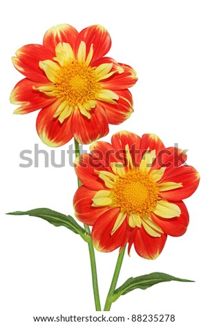 fresh dahlias flowers for weddings fresh dahlias flowers for weddings