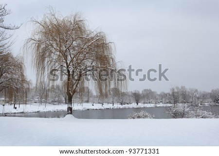 Willow Tree Winter