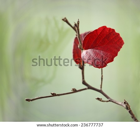 Two red leaves on branch in the Fall, empty nest concept