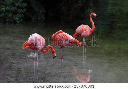 Flamingo bird on the lake in Florida Summer time