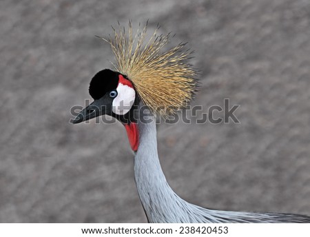 Crowned Crane head  bird over gray wall