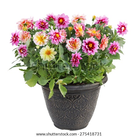 Colorful dahlia flower plant in pot isolated on white background