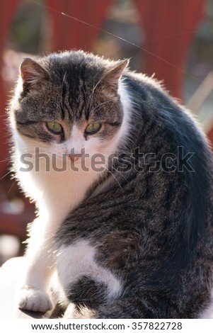 Grey and white striped cat sitting on a wooden bench with her head turned towards the camera.