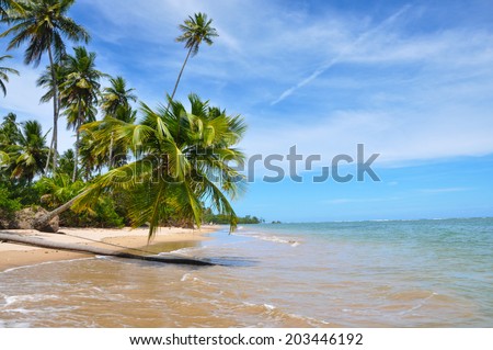 Palm Tree Blue Lonely Beach Brazil Salvador Bahia Beautiful Adventure Palm Tree Blue Lonely Beach Brazil Salvador Bahia Beautiful Adventure