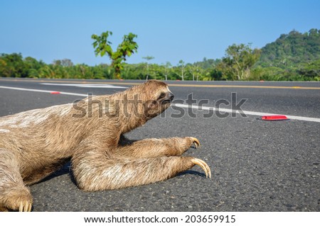 Sloth trying to cross the road at Corcovado National Park, Costa Rica.
