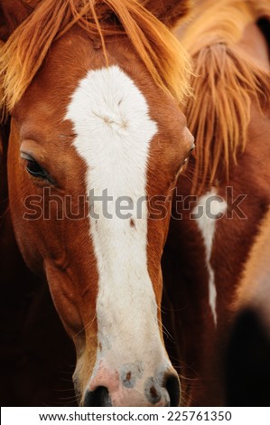 Beautiful Portrait of a horse. Traveling Argentina.