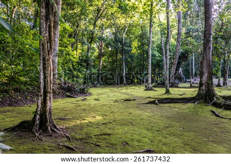 Journey through Guatemala, path in the Park Tikal, Jungle envoirment.