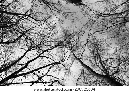 Trees Against Sky Black and White
