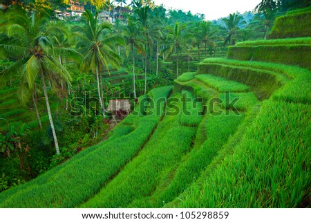 Terrace rice fields on Bali island, Indonesia.